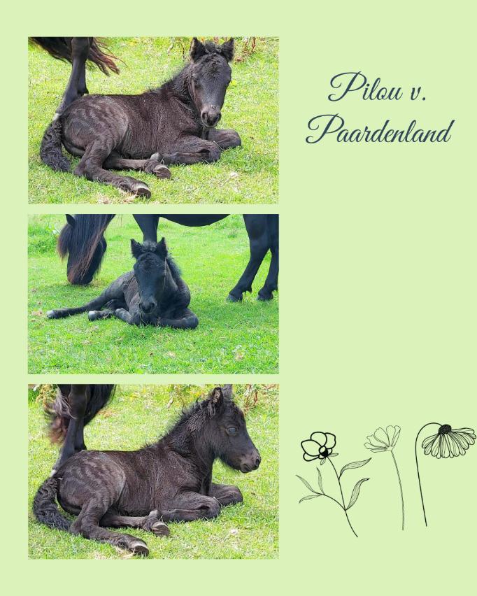 Compilatie Pilou veulen