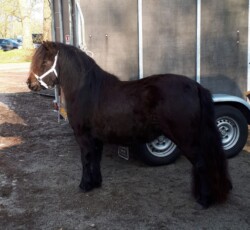 Klassiek - 2019 Klassiek v. Paardenland 30-03-2019