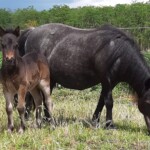 O'Lilly - 8 juni 2020