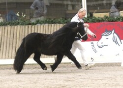 Manhattan v. Stal Polderzicht - Foto Leontien Ruissen