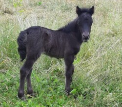 Pippa - 2021 (3 dagen oud)