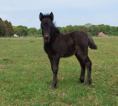 Roberto v. Paardenland - 16 mei 2022