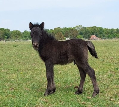 Roberto v. Paardenland - 16 mei 2022