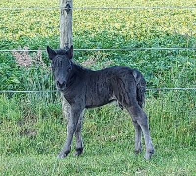 Raffa v. Paardenland - 16 juni 2022