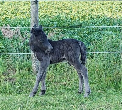 Raffa v. Paardenland - 16 juni 2022