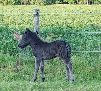 Raffa v. Paardenland -16 juni 2022