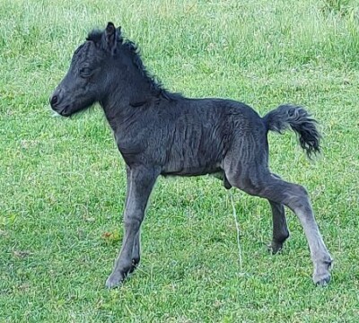 Raffa v. Paardenland - 16 juni 2022