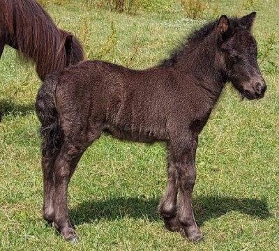 Quillian v. Paardenland - 1 juli 2022