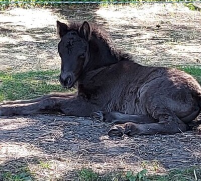 Quillian v. Paardenland - 4 juli 2022