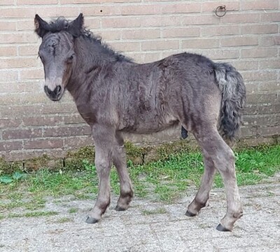 Raffa v. Paardenland - 29 juni 2022