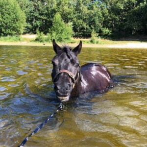 Hidde v. Paardenland