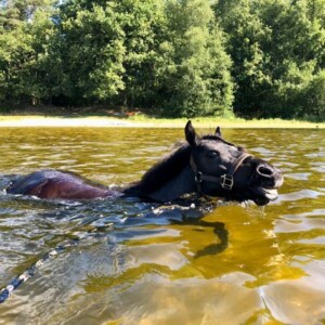 Hidde v. Paardenland