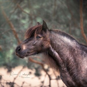 O'Lilly v. Paardenland